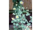 HIgo chrysanthemum