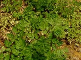 Chervil