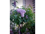 lilac
