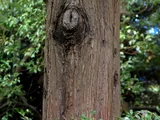 Metasequoia