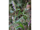 Elsholtzia ciliata