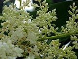 Syringa reticulata