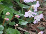 Shortia uniflora