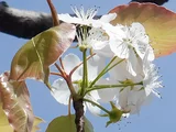 沙梨