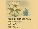 セツブンソウ