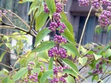 Callicarpa dichotoma