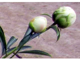 Paeonia lactiflora 'ShIrotae'