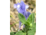 Scutellaria strigillosa