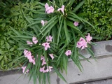 Ruellia brittonia
