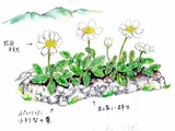 Dryas octopetala