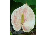 Anthurium