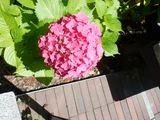 Hydrangea macrophylla