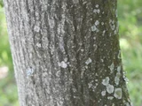 灯台树