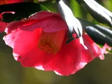 Camellia.Kurenai