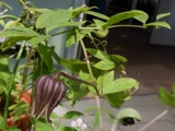 Clematis fusca