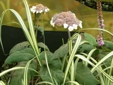 Hydrangea 'Strigosa',