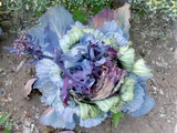 Cabbage