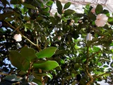 茶花 '貴宝殿'