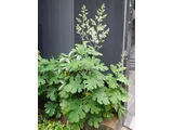 Macleaya cordata