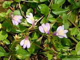 Mazus miquelii