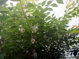 日本紫茎