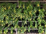 Tricyrtis macranthopsis