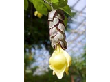 菲律賓石梓