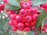 Pyracantha