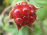 Bramble