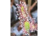 长叶茅膏菜