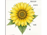 Helianthus decapetalus