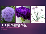 バルトレッティナ・ソルディダ