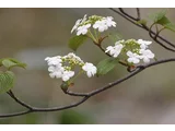 Viburnum furcatum