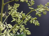 Macleaya cordata