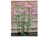 菊花 "江户菊 '花散里’