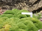 Scleranthus biflorus