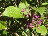 Callicarpa japonica