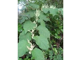 Japanese knotweed