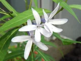 水甘草
