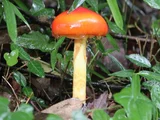 Amanita caesareoides