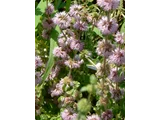 Pennyroyal