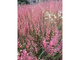 Lythrum anceps