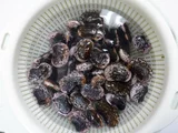 Phaseolus coccineus