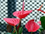Anthurium