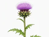 Cirsium purpuratum