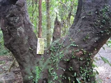 Hortonoki