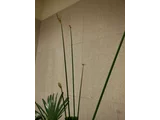 フトイ