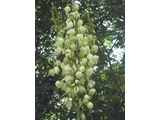 Yucca recurvifolia