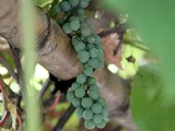 Vitis coignetiae