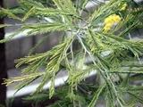 Acacia dealbata
